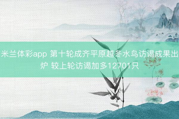 米兰体彩app 第十轮成齐平原越冬水鸟访谒成果出炉 较上轮访谒加多12701只