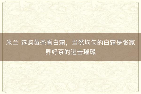米兰 选购莓茶看白霜，当然均匀的白霜是张家界好茶的进击璀璨
