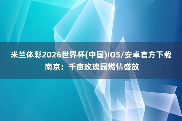 米兰体彩2026世界杯(中国)IOS/安卓官方下载 南京：千亩玫瑰园燃情盛放