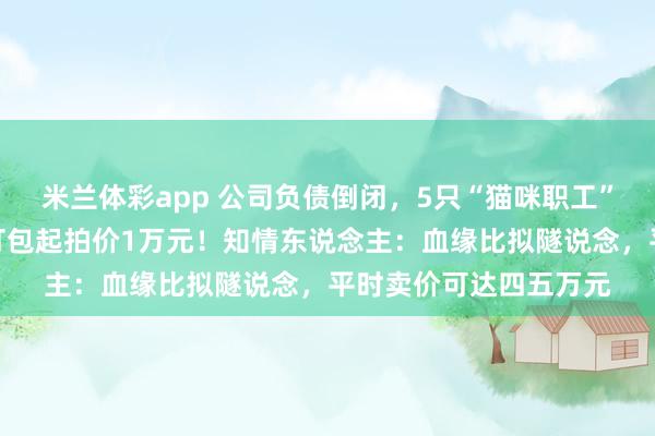 米兰体彩app 公司负债倒闭,5只“猫咪职工”将被法院拍卖还债,打包起拍价1万元!知情东说念主:血缘比拟隧说念,平时卖价可达四五万元